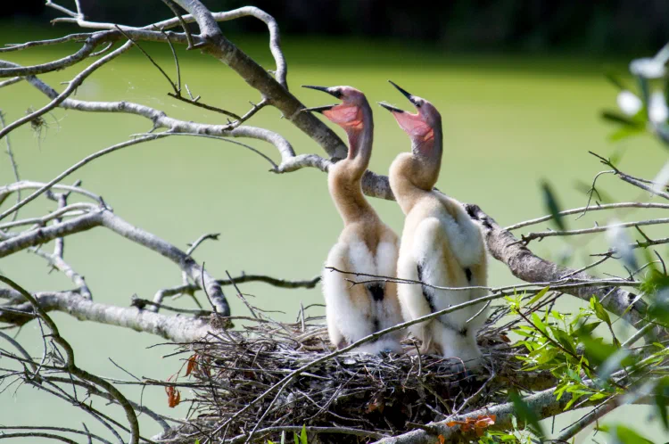 Anhinga babies.