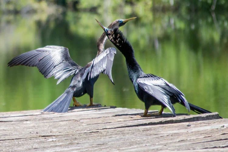 Anhingas dancing.