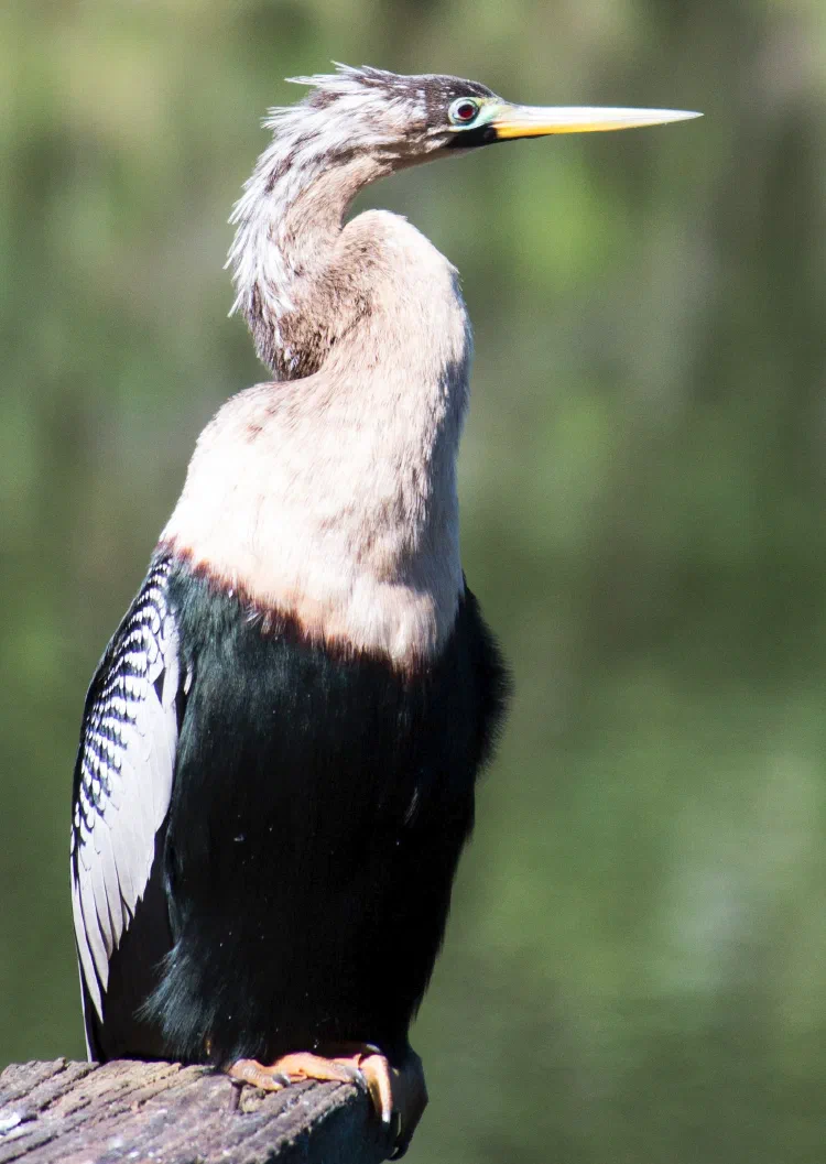 Female anhinga.