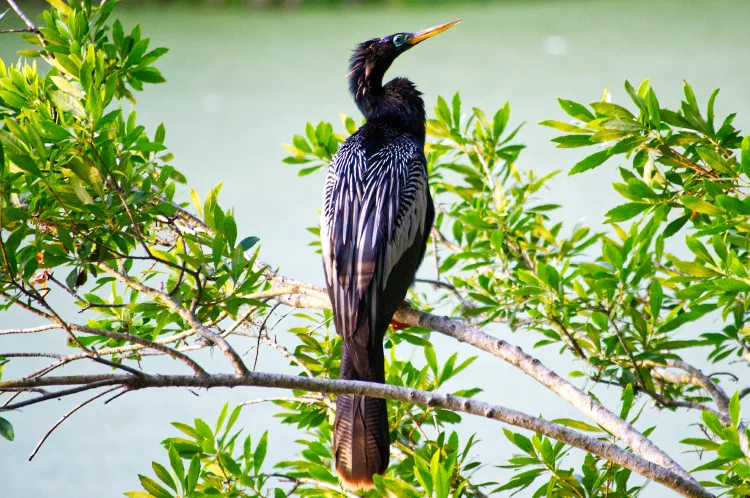 Male anhinga.