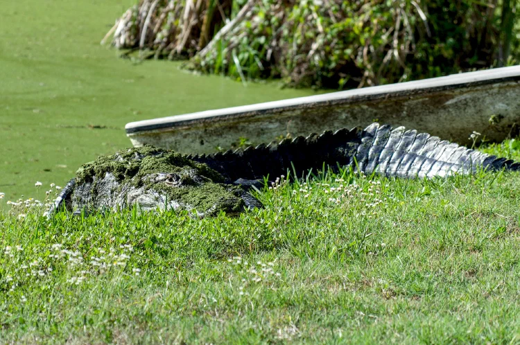 Alligator2