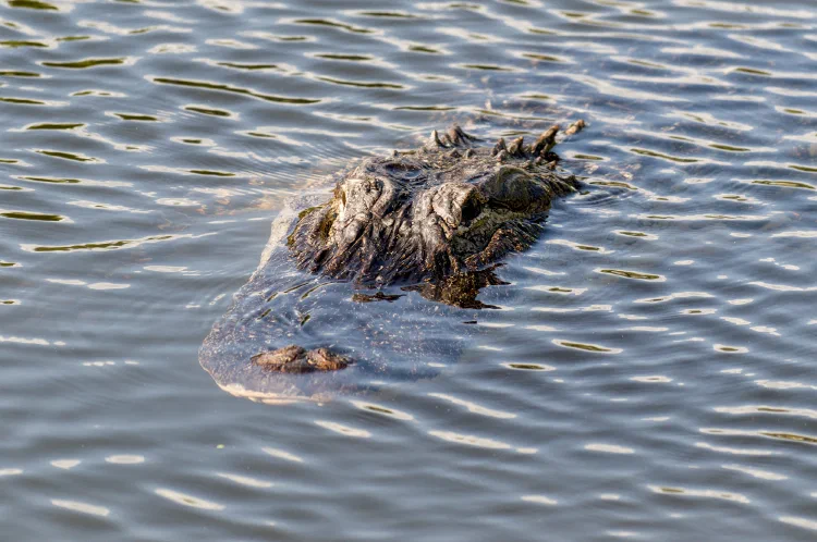 Alligator3