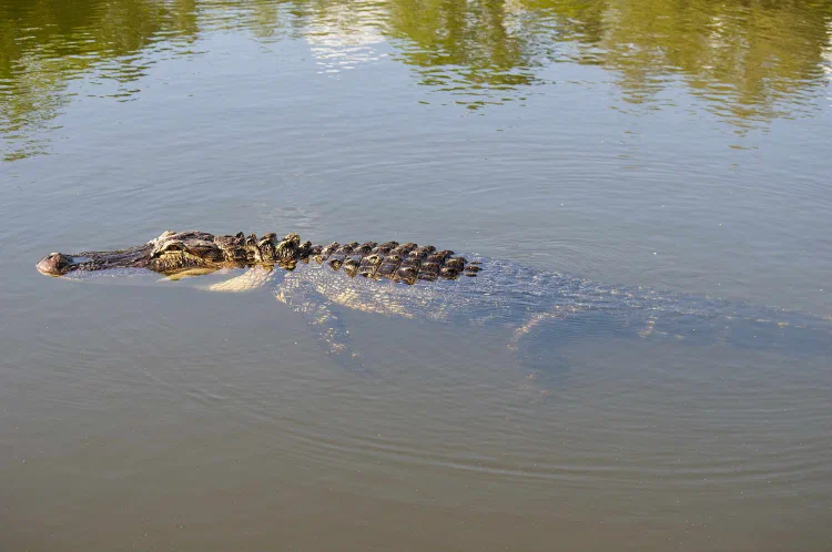 Alligator1