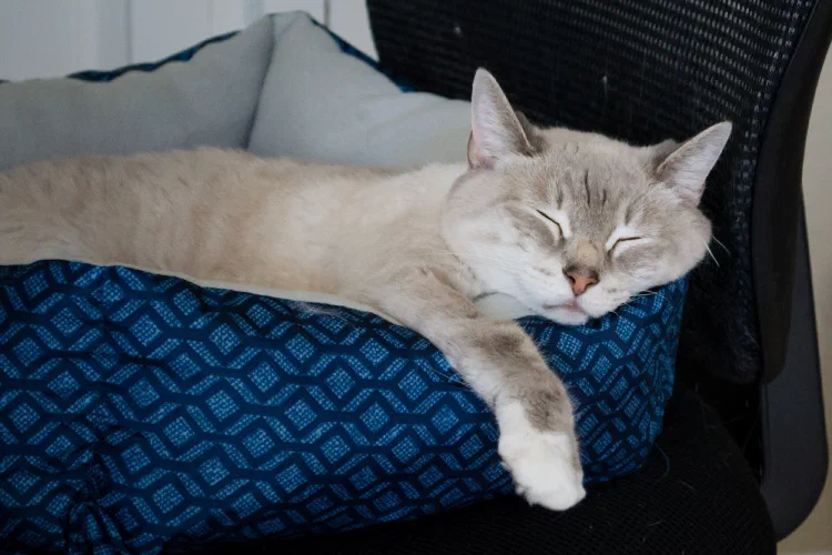 Sally sleeping