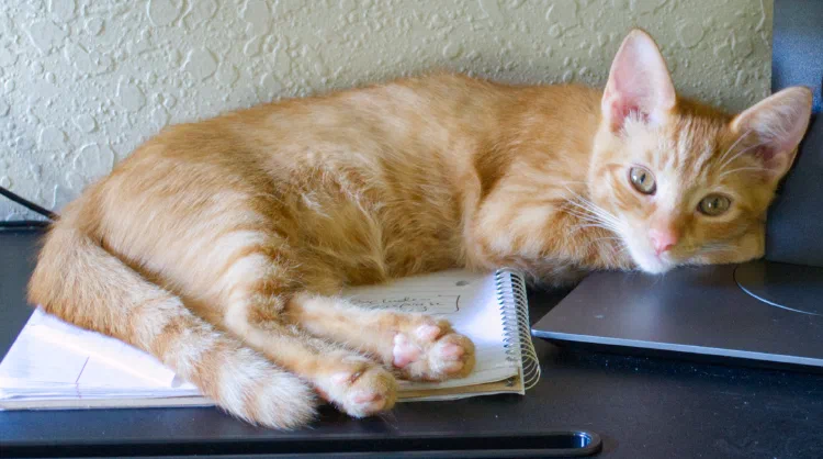 Tom on desk.