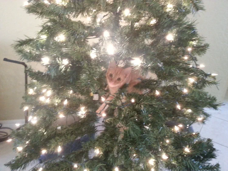 Tom in tree.