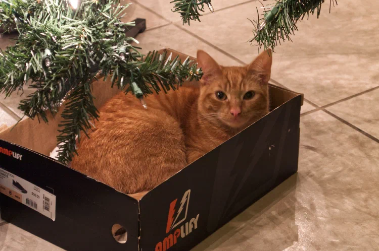 Tom at Christmas.