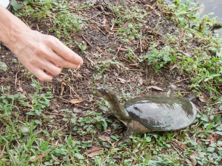 Turtle 1