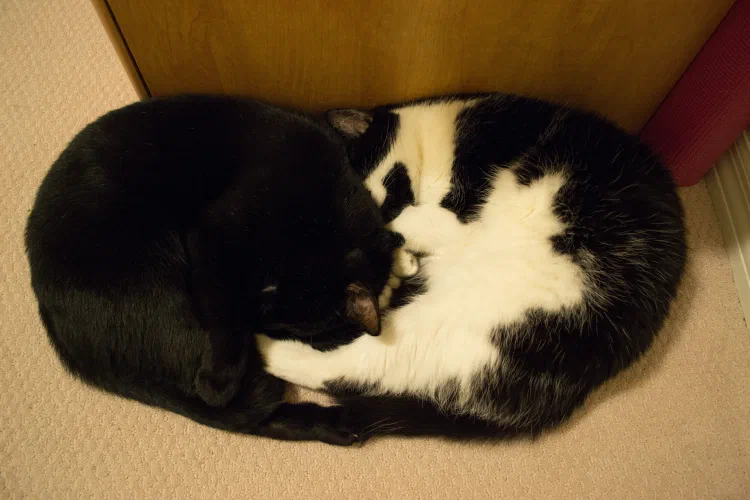 Yin and Yang Cats